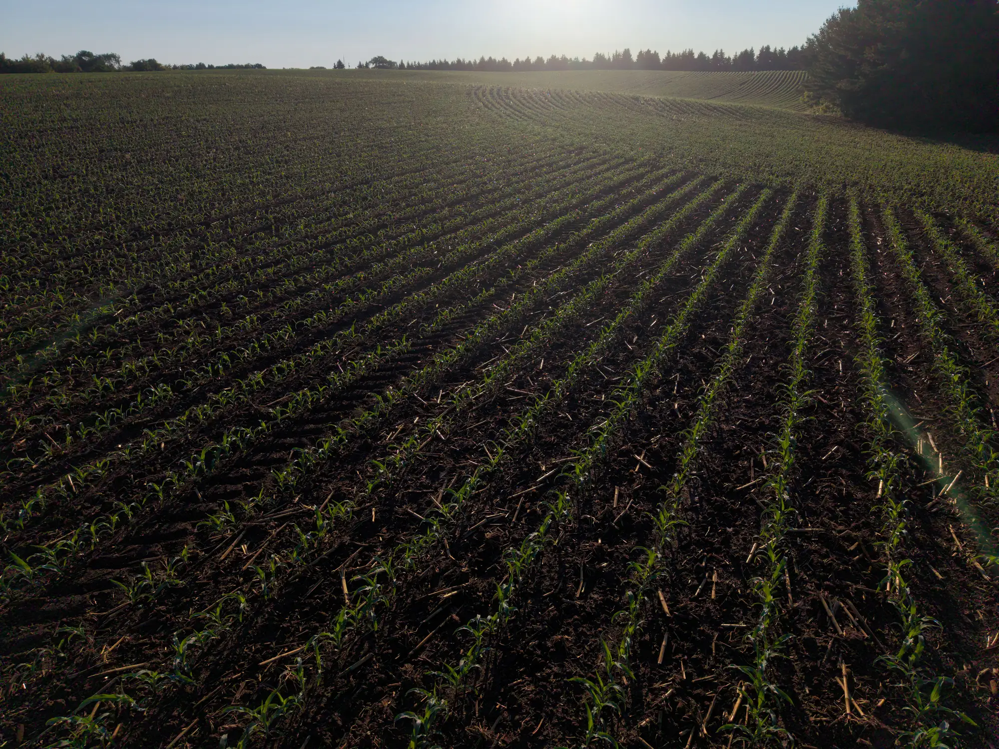 A field of early corn in long rows, low sun coming over the tree line