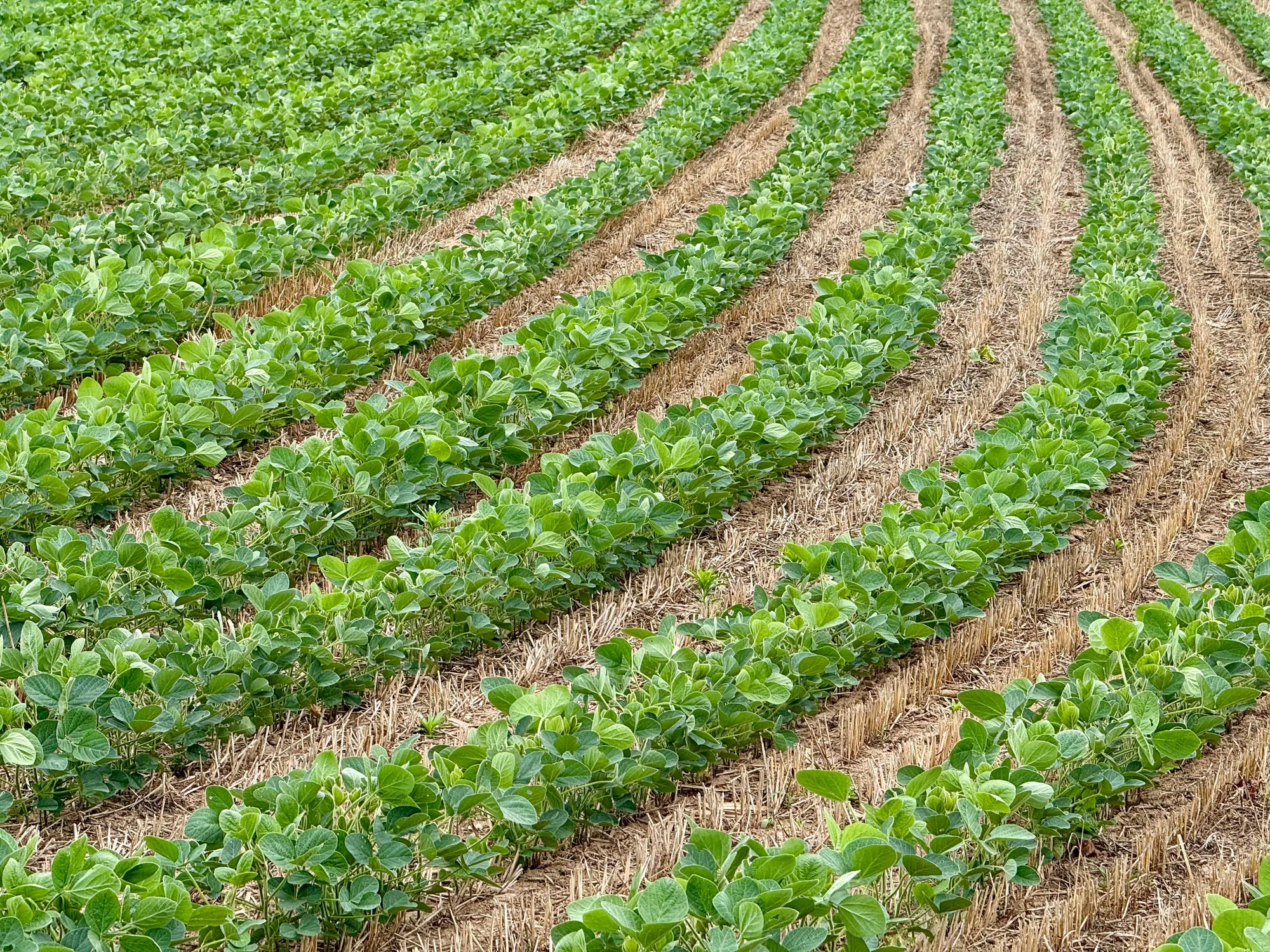 Curved rows of young soybeans running through last year's stubble in a no-till field